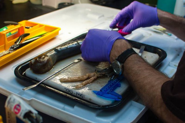 Червь-гигант питается зловонием: ученые впервые за 300 лет нашли моллюска, питающегося сероводородом
