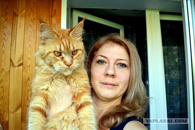 Джокер и его семья