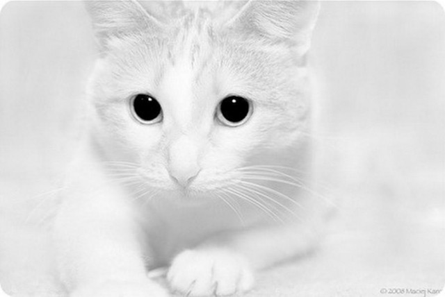Коты и Кошки