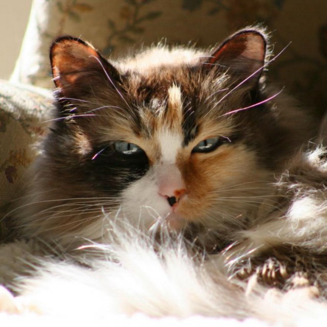 Коты. Отнюдь не ми-ми-ми.