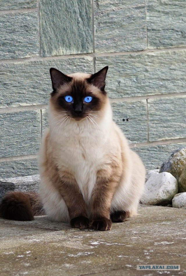 Котовторник