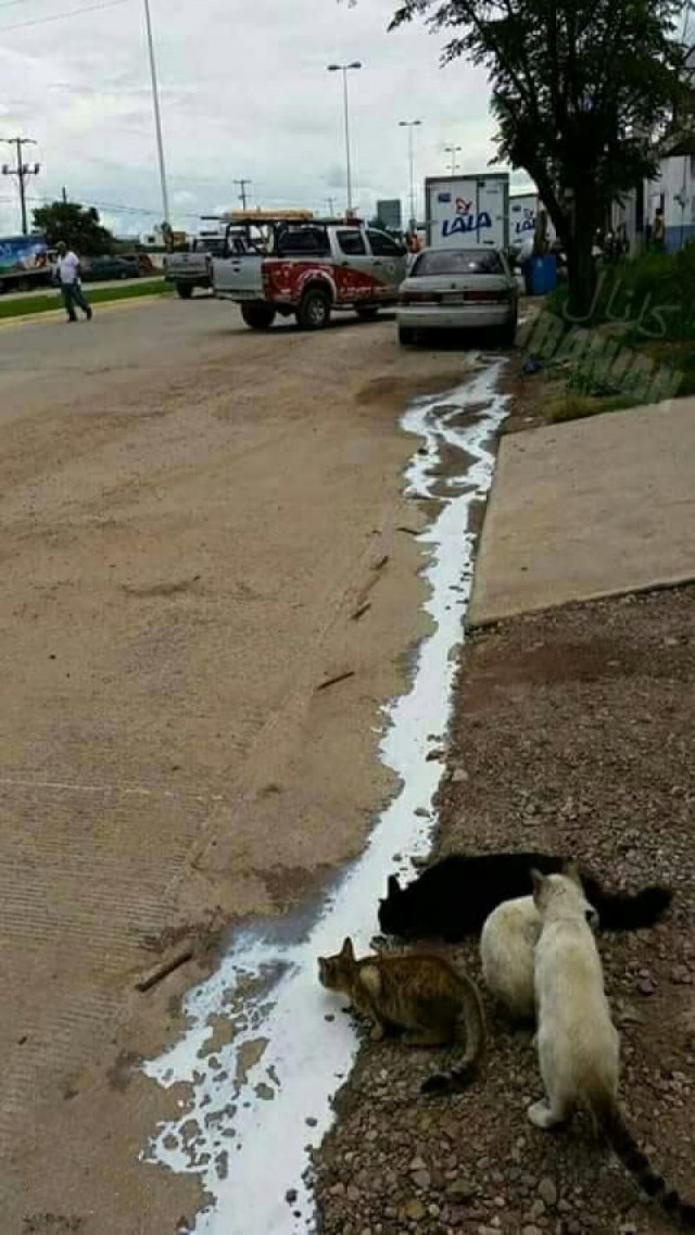 Коты и Кошки