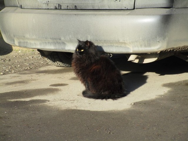 Коты и Кошки