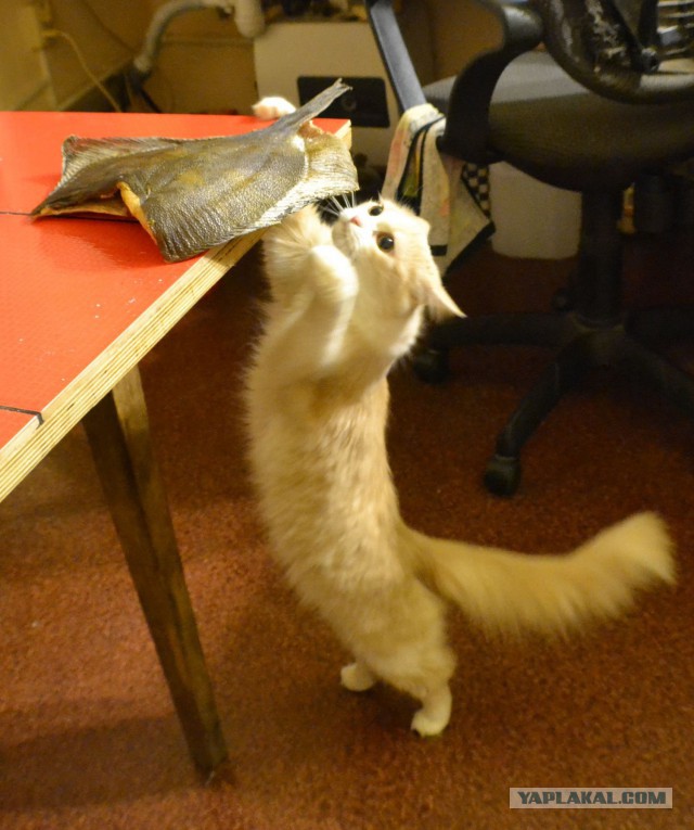 25 животных, которые ни за что не отдадут свое