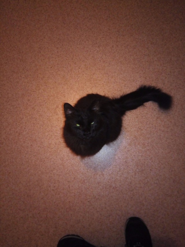 Котовторник 9.01.2018