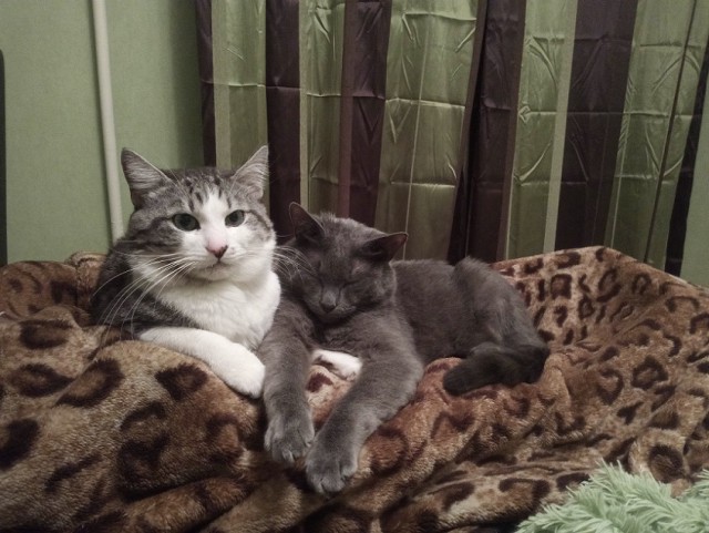 Котовторник 13.03.2018