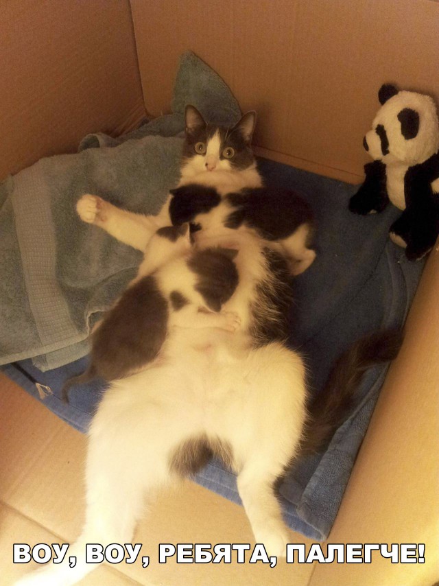 Фотобомбы котов