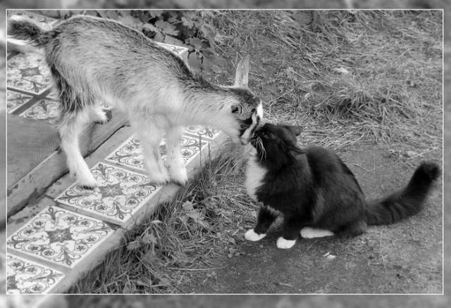 Котовторник на ЯПлакалъ (13.05.08)