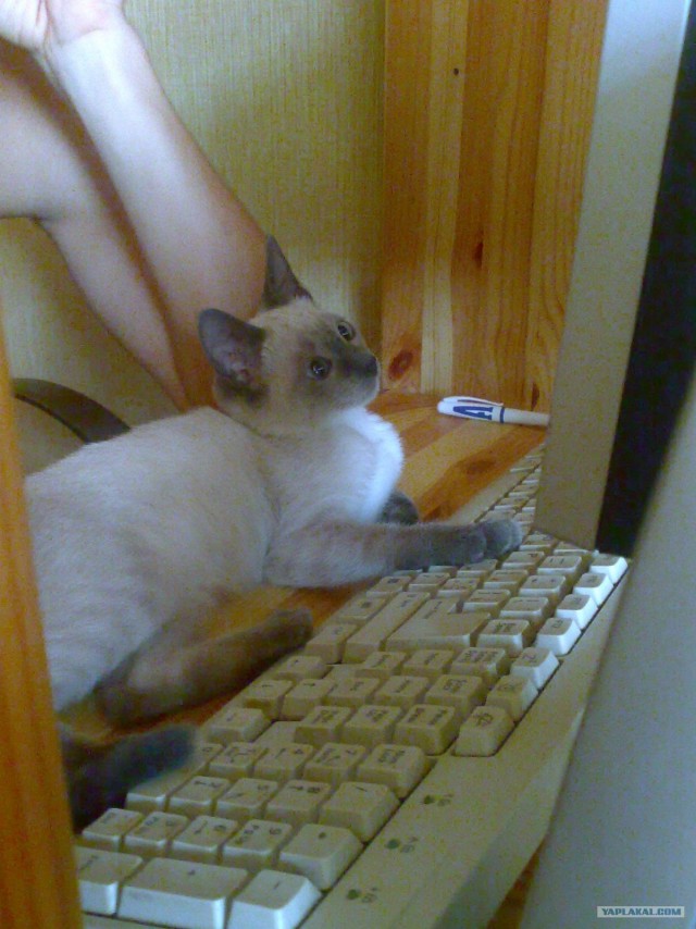 Котовторник на ЯПлакалъ