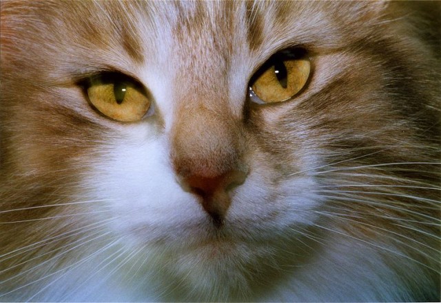 Коты на вторник на ЯПлакалъ (07.10.2008)
