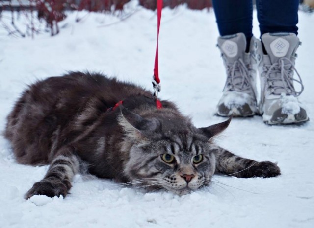 Немного милоты