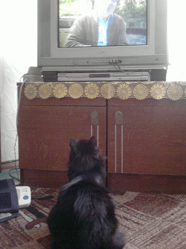 It's Catursday Fever! (Котовторник)