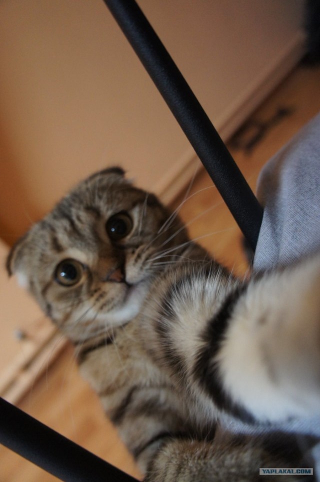 Котовторник!