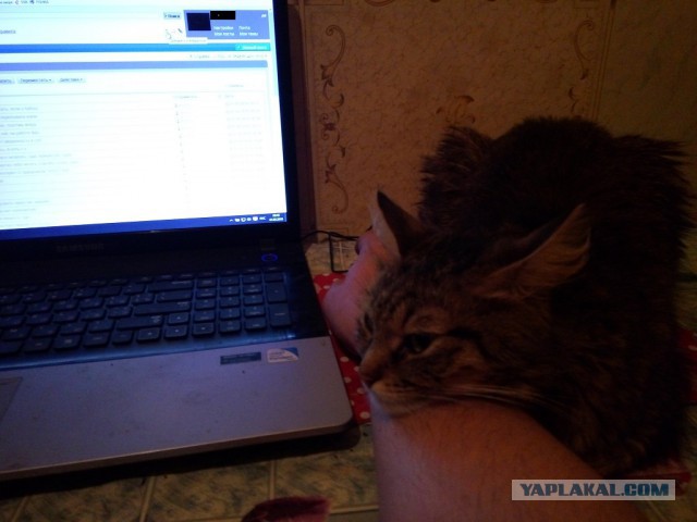 Для чего созданы коты