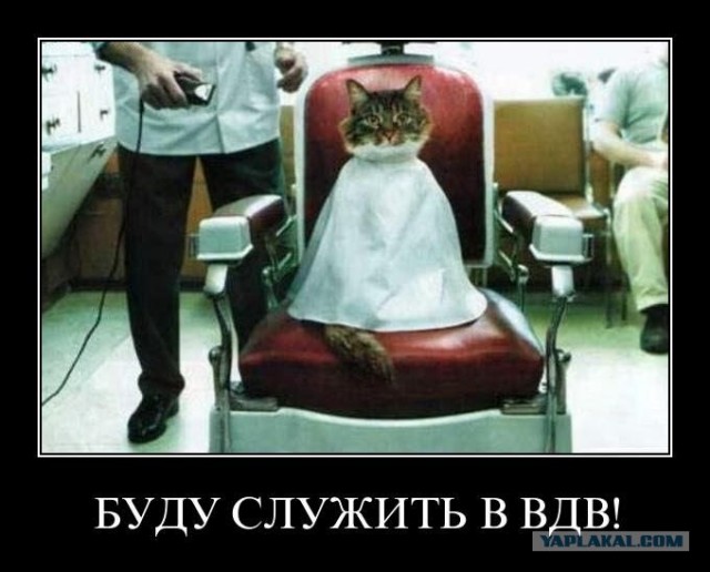 Десантный котовторник