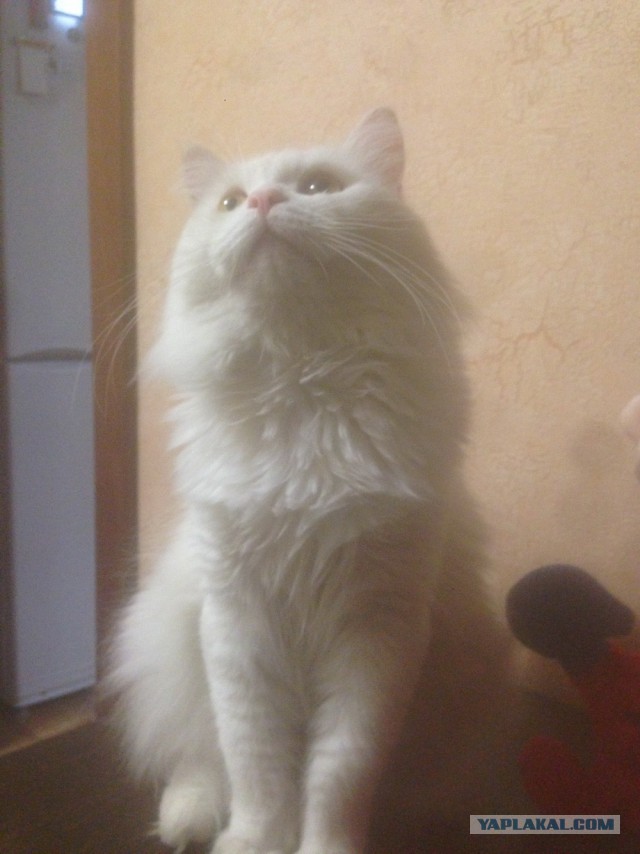 Строим дом
