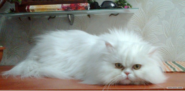 Котовторник 13.12.11 - магическе числа