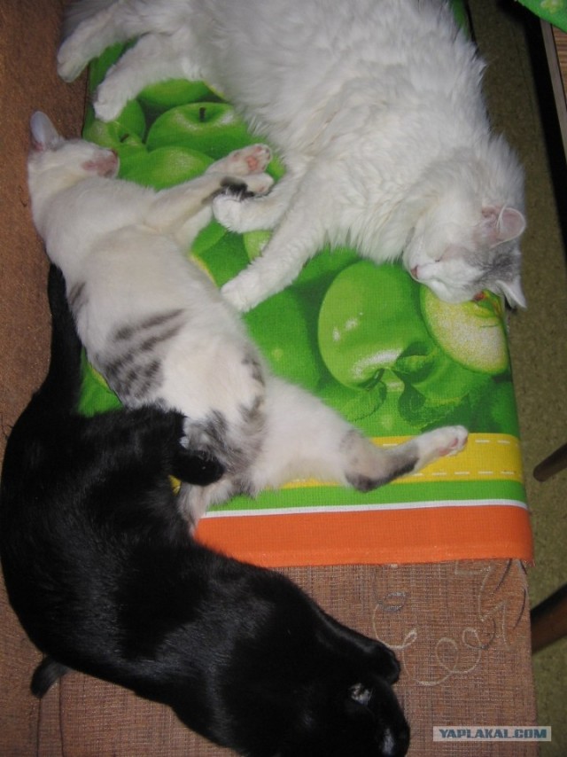 Котовторник (31.01.2012)