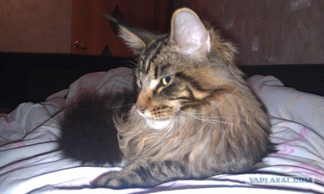 Котовторник! 13.03.2012
