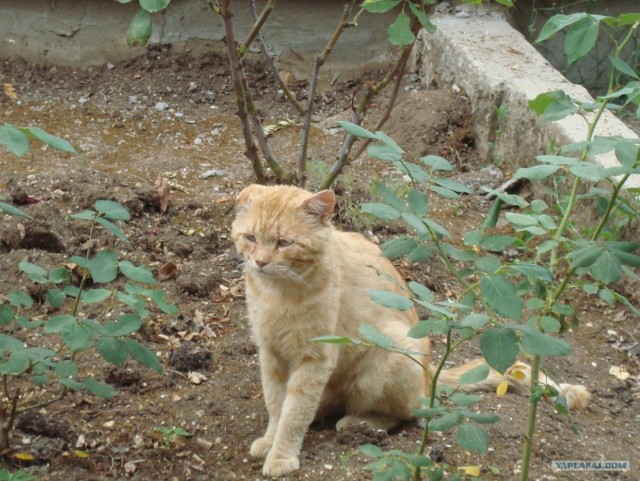 Котовторник 8 мая 2012