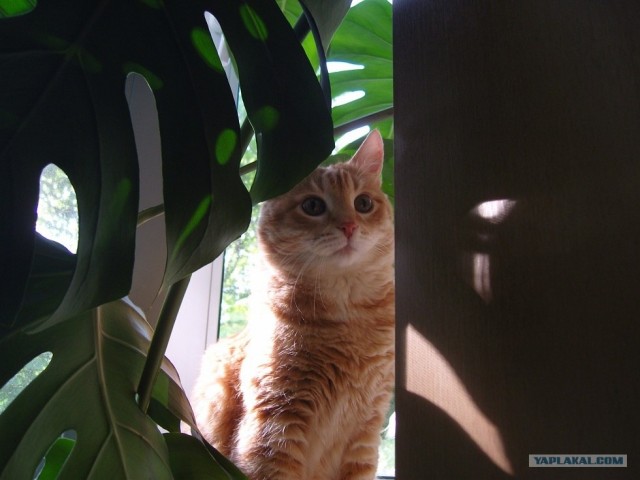 Котовторник 22.05.2012