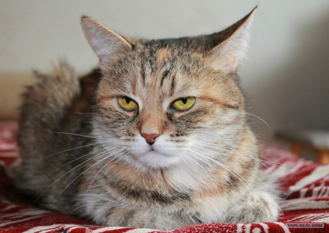 Котовторник на 26.06.12