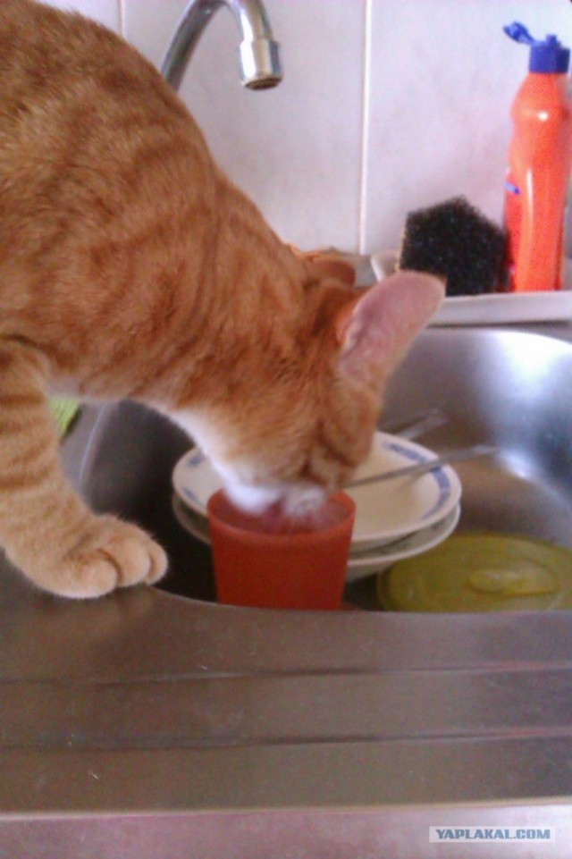 Котовторник 10. 07. 2012