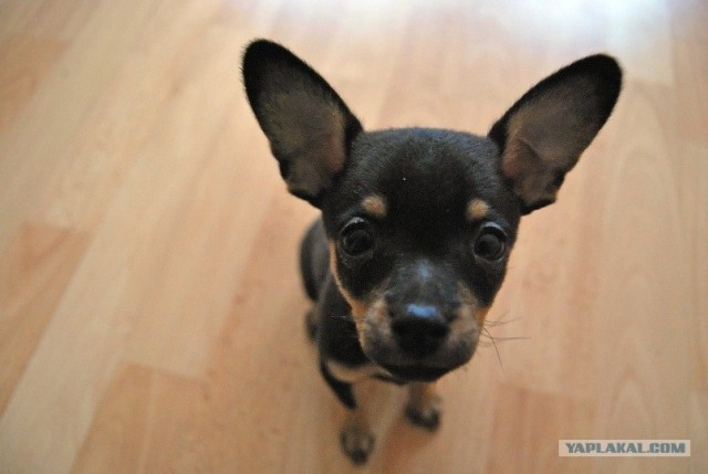 Собакочетверг