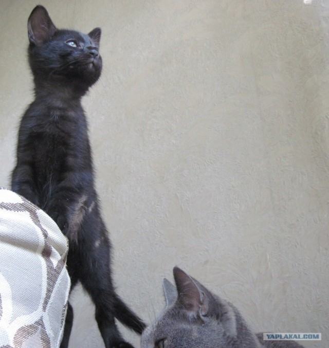 Котовторник  16.10.12