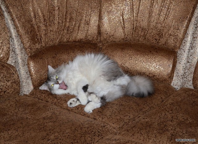 Котовторник 30.10.2012