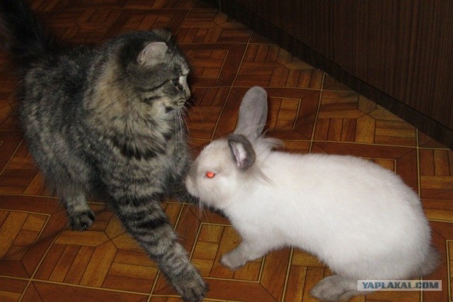 Кролик хотел чихнуть
