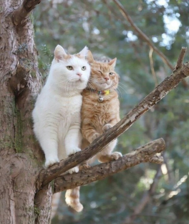 Забавные фото котеек