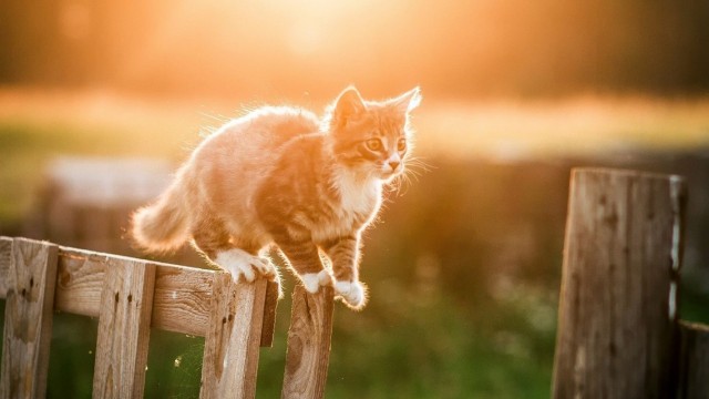 Задорные заборные котэ