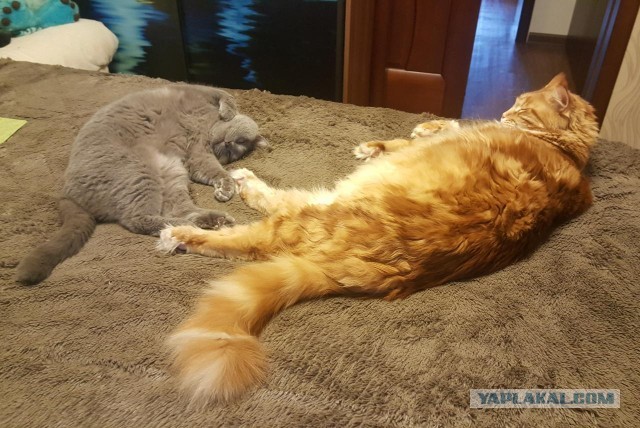 Коты, которые спят где попало и как попало