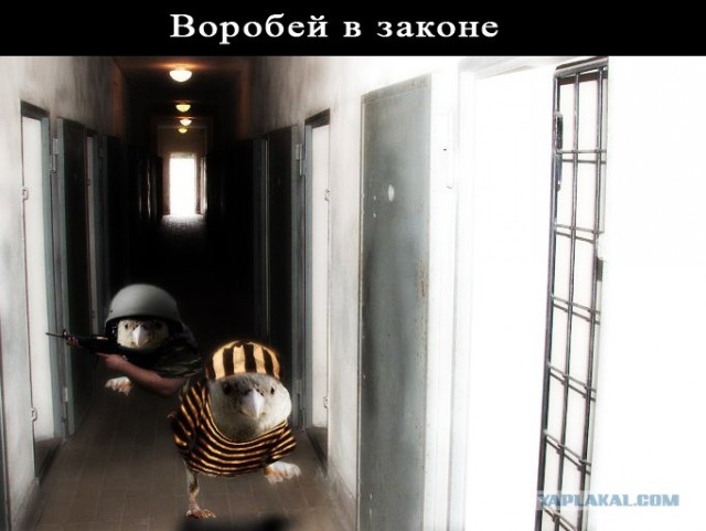 Воробьед идет на обед