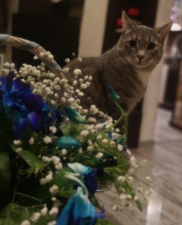 Котовторник 20.10.20
