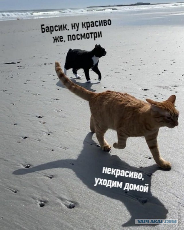 Котики