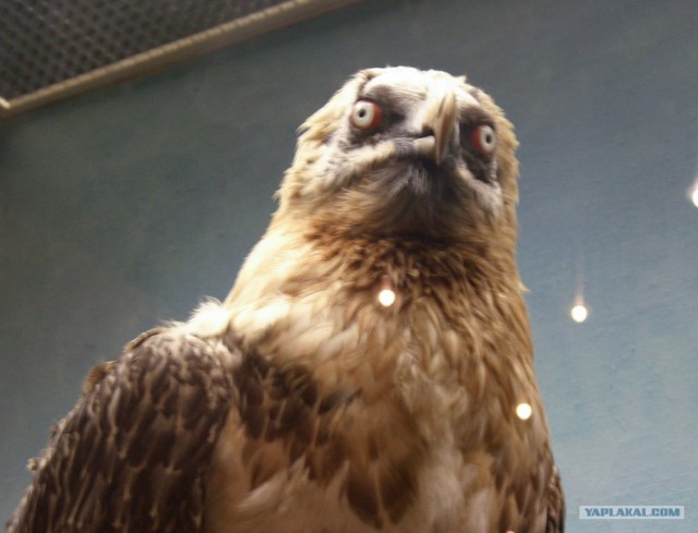 Таксидермия + наркомания