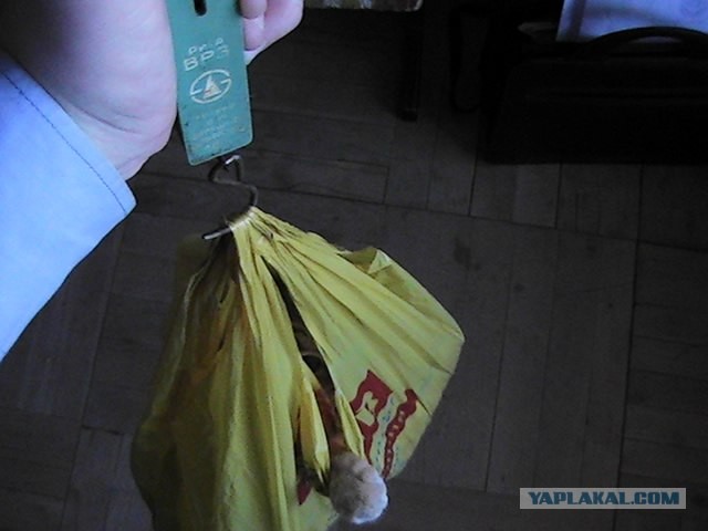 Кот - тяжелоатлет