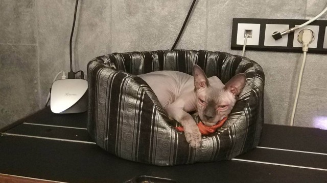 Котовторнику быть!