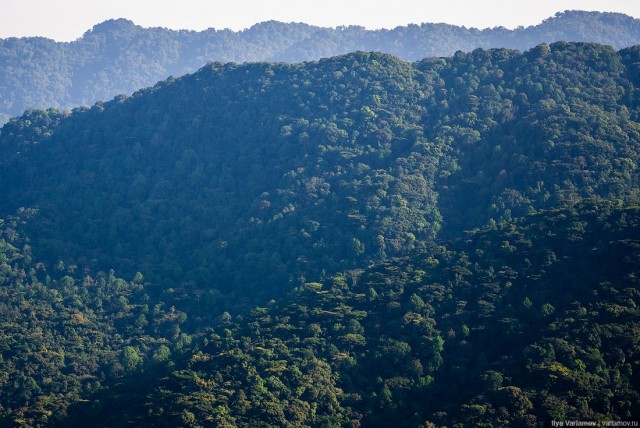 Уганда: самая настоящая Африка с гориллами и носорогами!