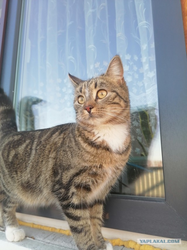 Котовторник же!