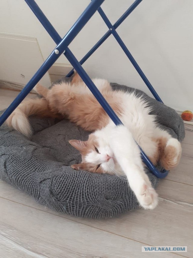 С котовторником!