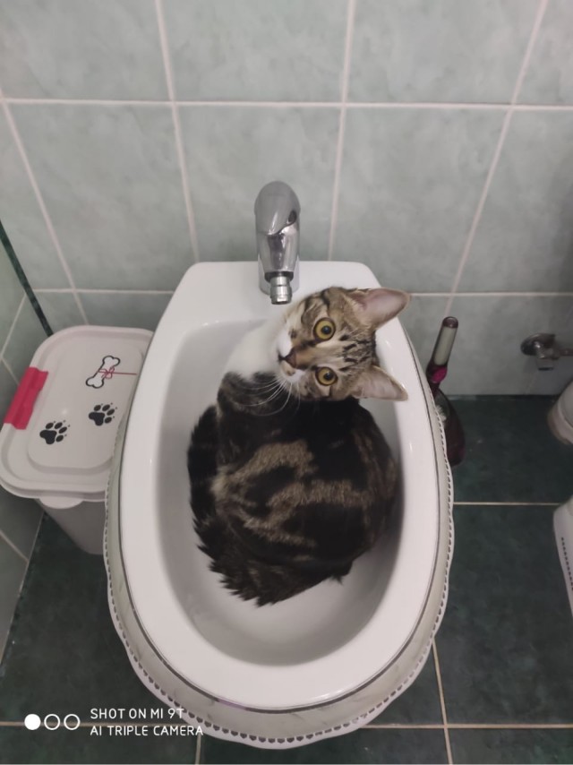А котовторник уже начался?