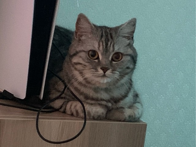 Хоба! Котовторник!