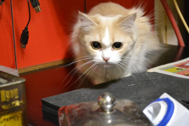Что-то котовторник никто не начинает...