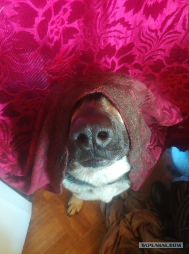 Нос