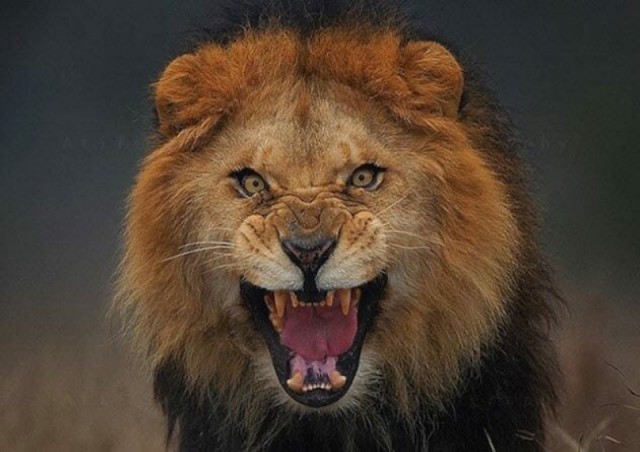 10 фото, которые могли стоить фотографам жизни