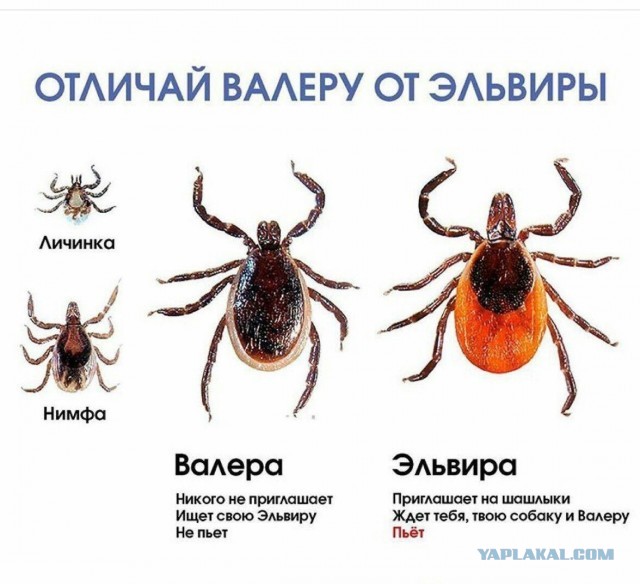 Валера и Эльвира (различия)