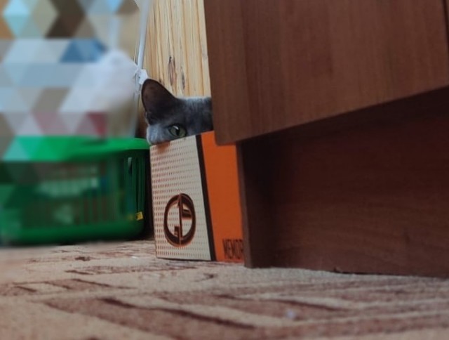 Котовторник 07.06.2022